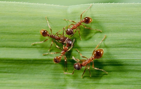 Fire ants on grass