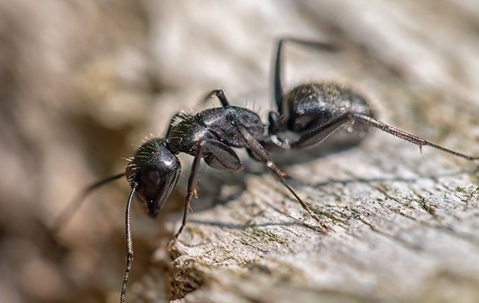 carpenter ant