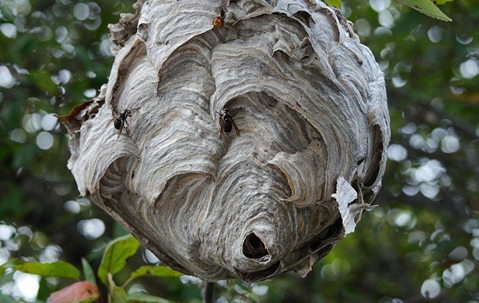 wasp net on a tree