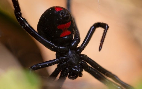 Black widow spider