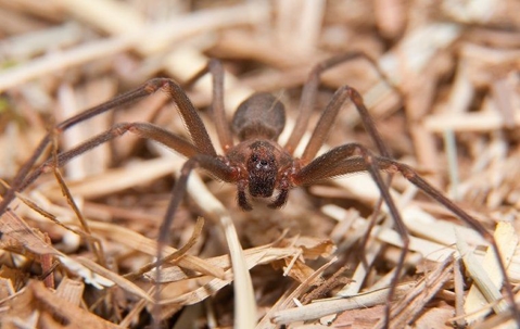 brown recluse spider on ground
