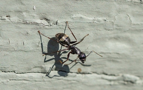 Close up of carpenter ant