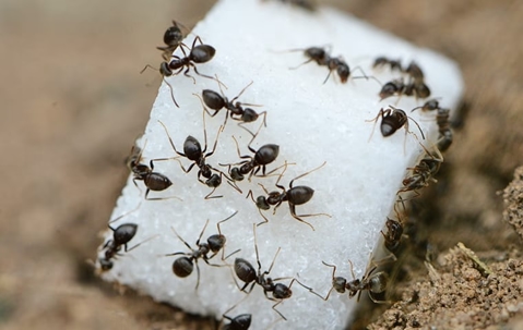 Ants on sugar cube