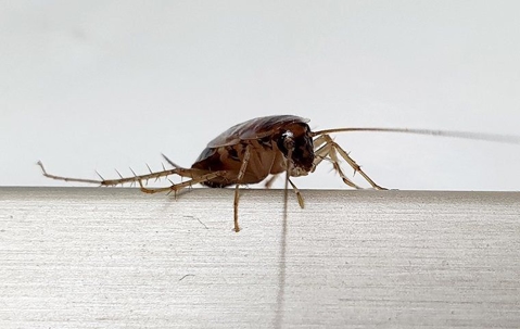 a German cockroach crawling in a kitchen