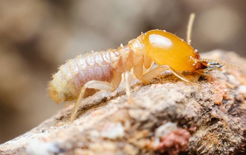 close up of termite on wood
