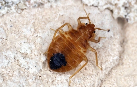 close up of bed bug