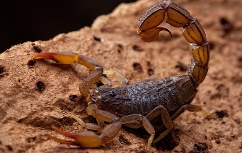 scorpion on a rock
