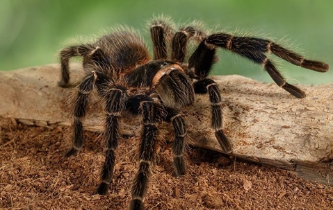 A tarantula crawling in a garden