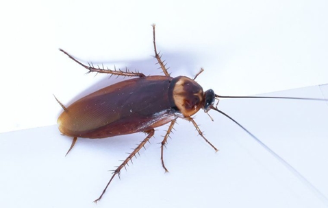 a cockroach crawling in a home