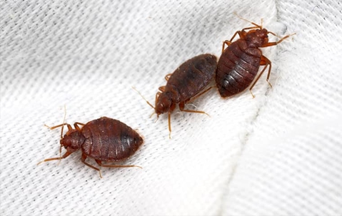 Three bed bugs on a mattress
