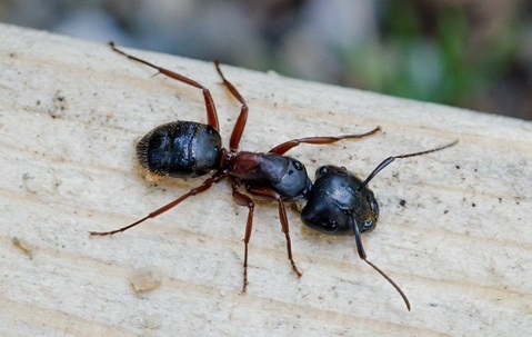 A carpenter ant crawling on wood decking