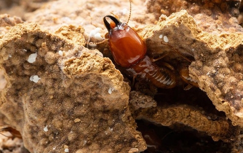 termite in nest