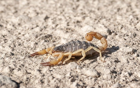 close up of scorpion