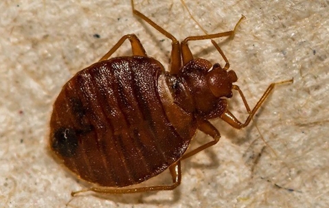 Bed bug up close