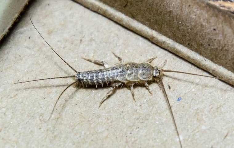 Silverfish