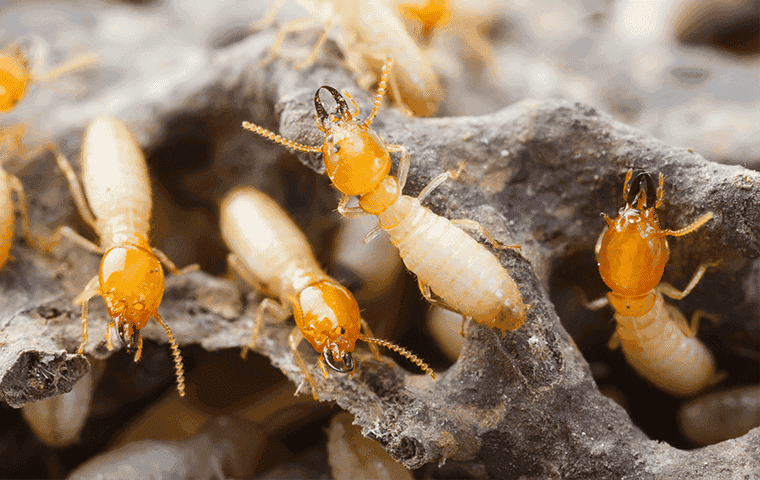 Termites