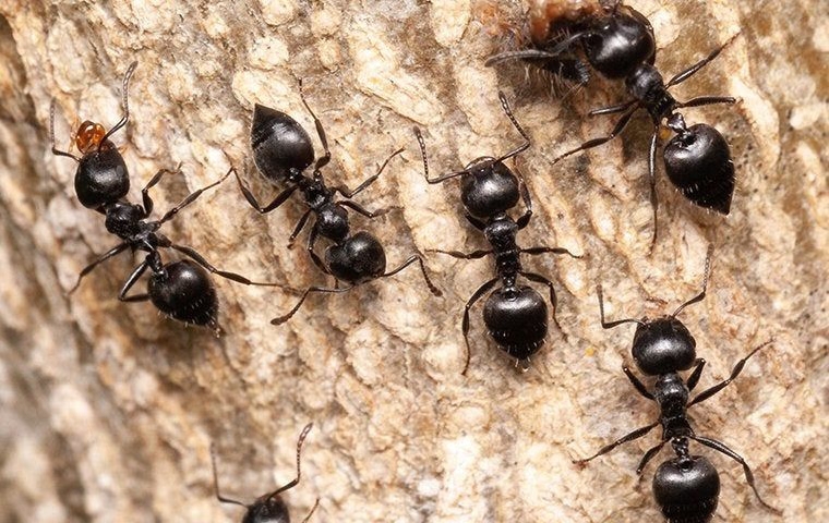 Ants